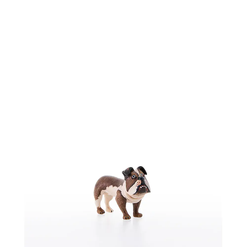 Buldogge