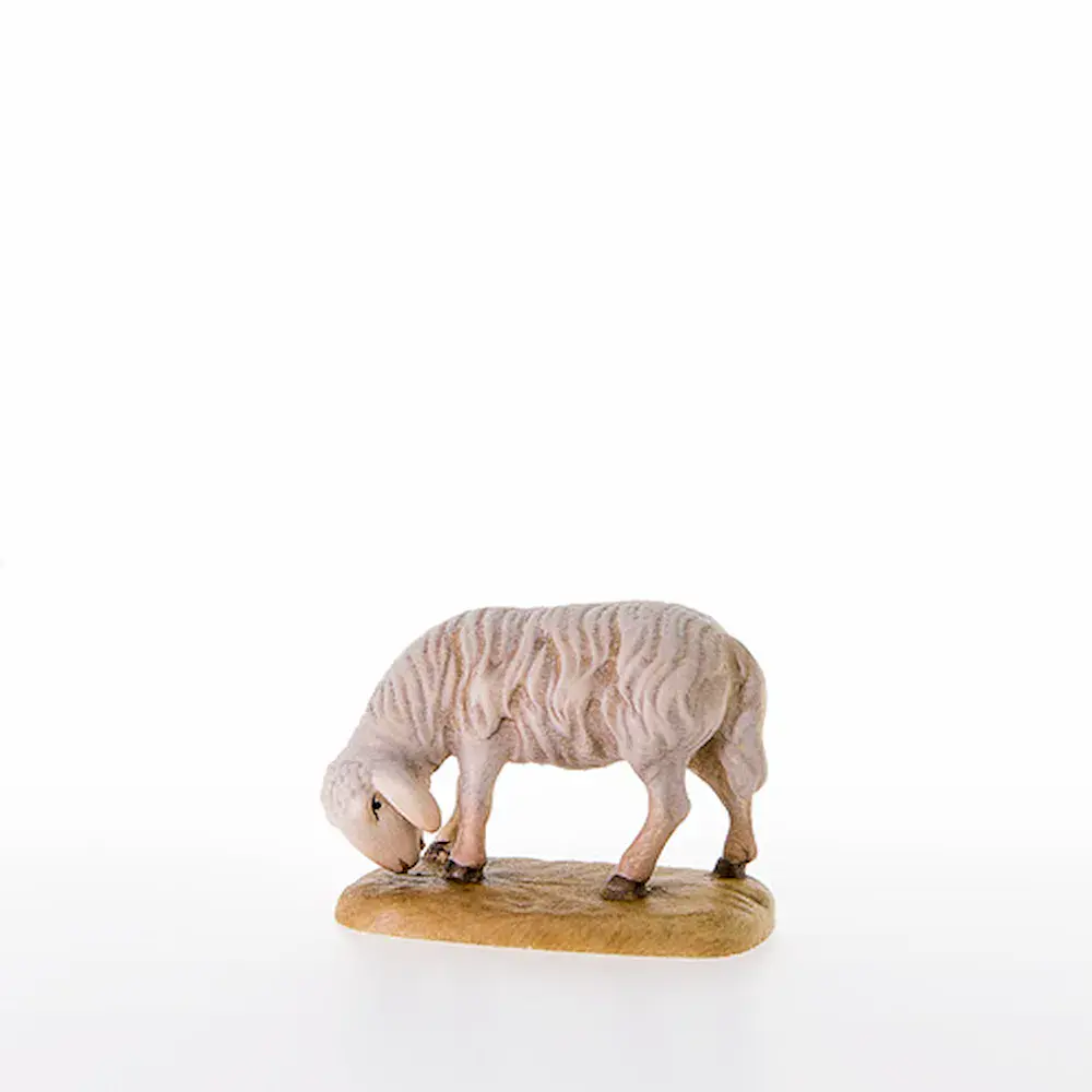 Abweidendes Schaf