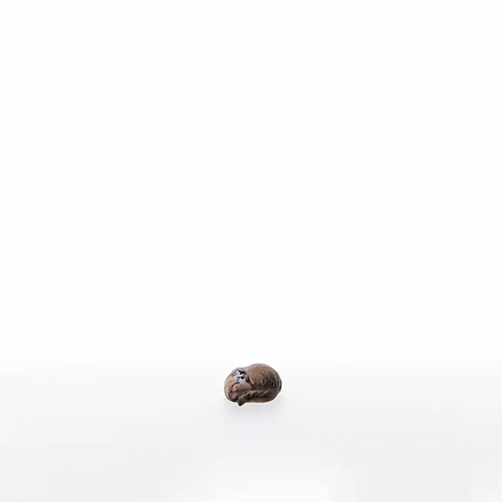 Schlafendes Kaetzchen