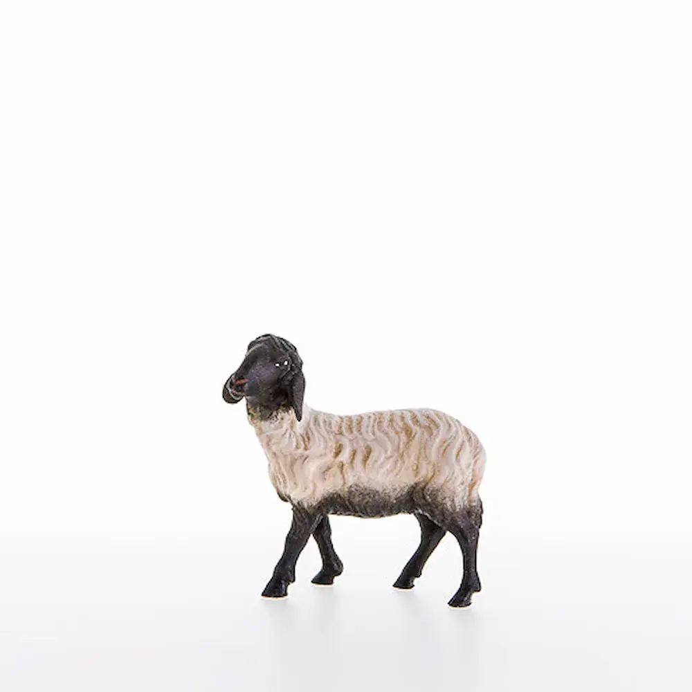 Oveja con cabeza negra