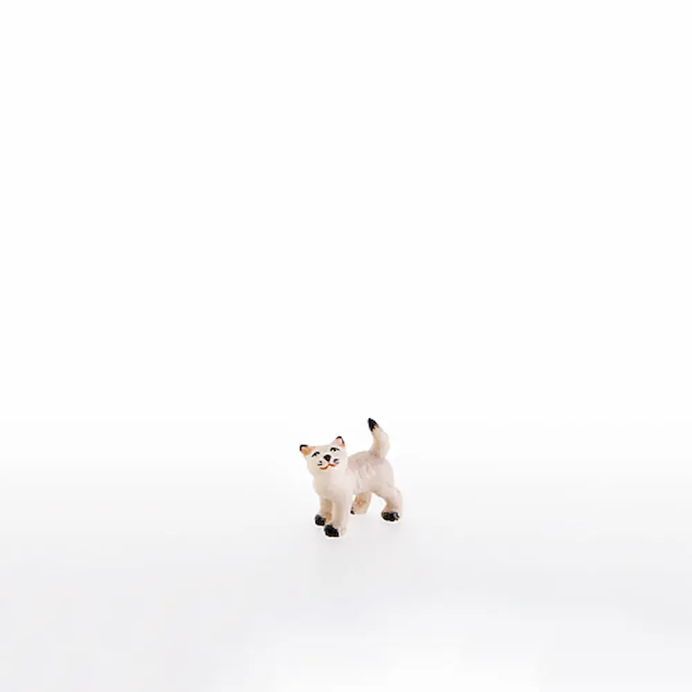 Gatitos mirando hacien arriba