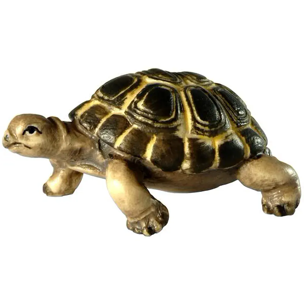 Tortuga territorial