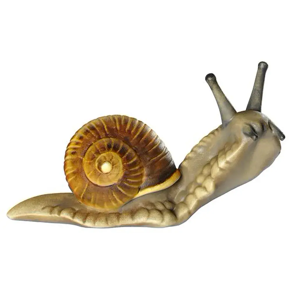 Caracol cabeza arriba