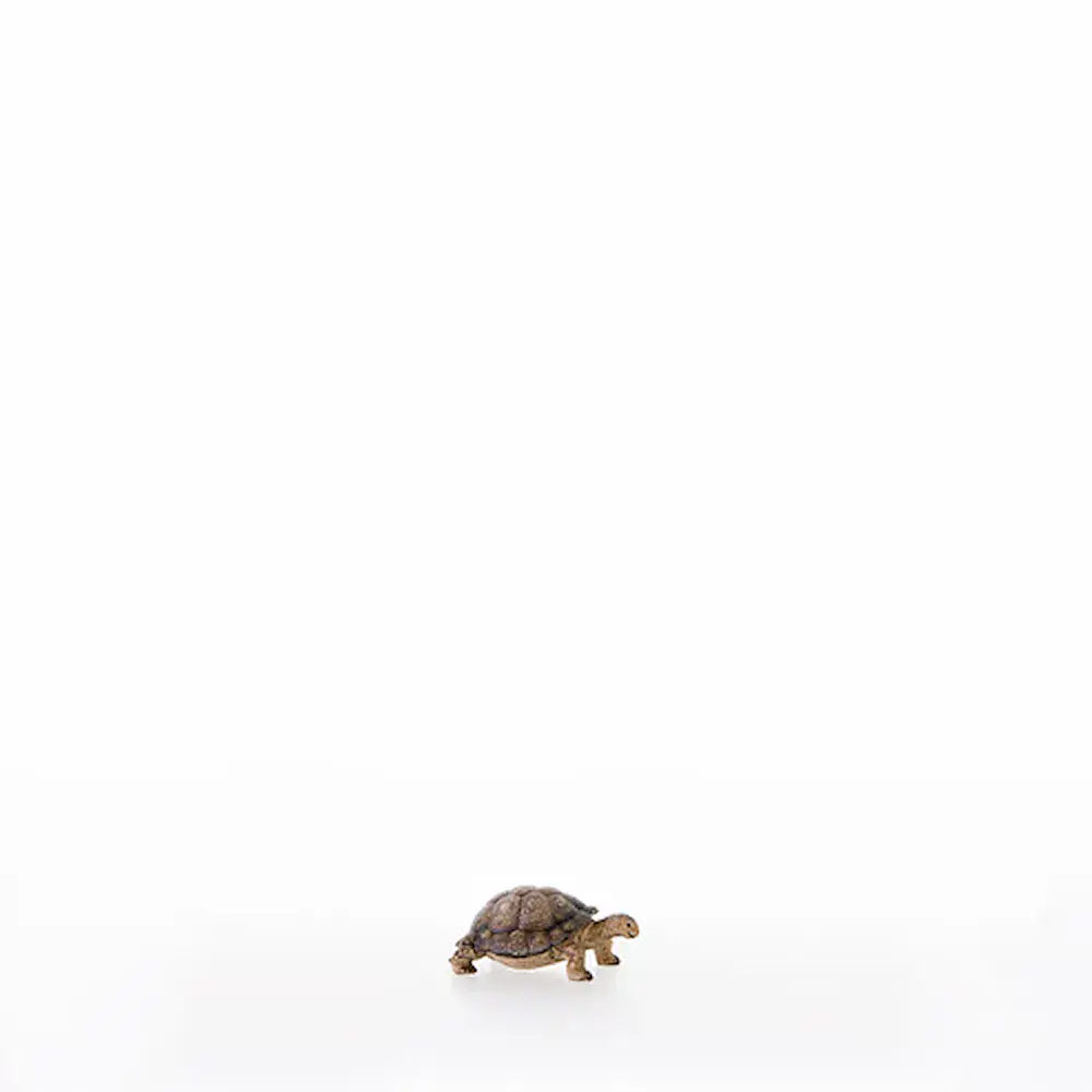 Tartaruga