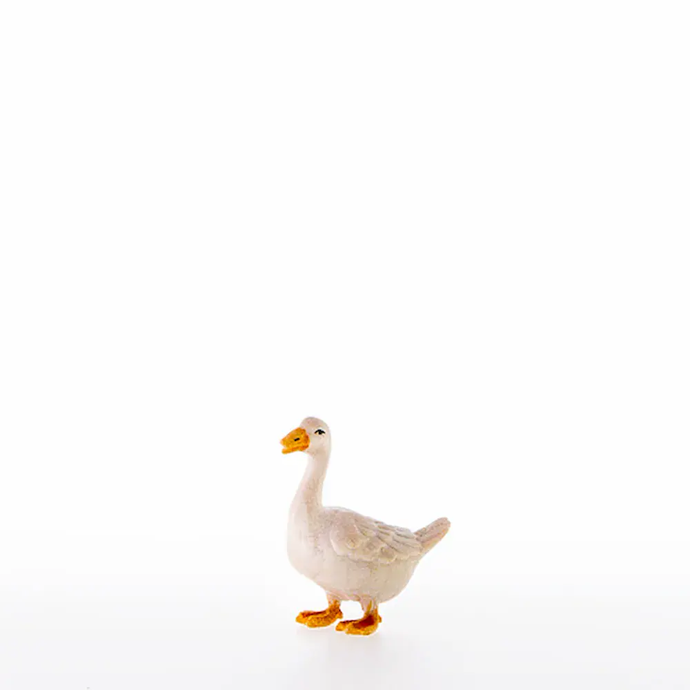 Oca che guarda avanti