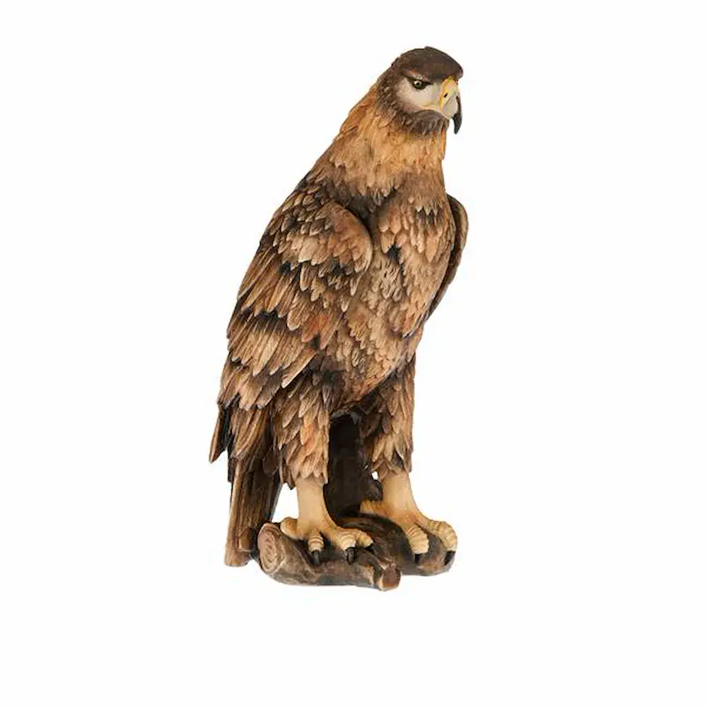Aquila