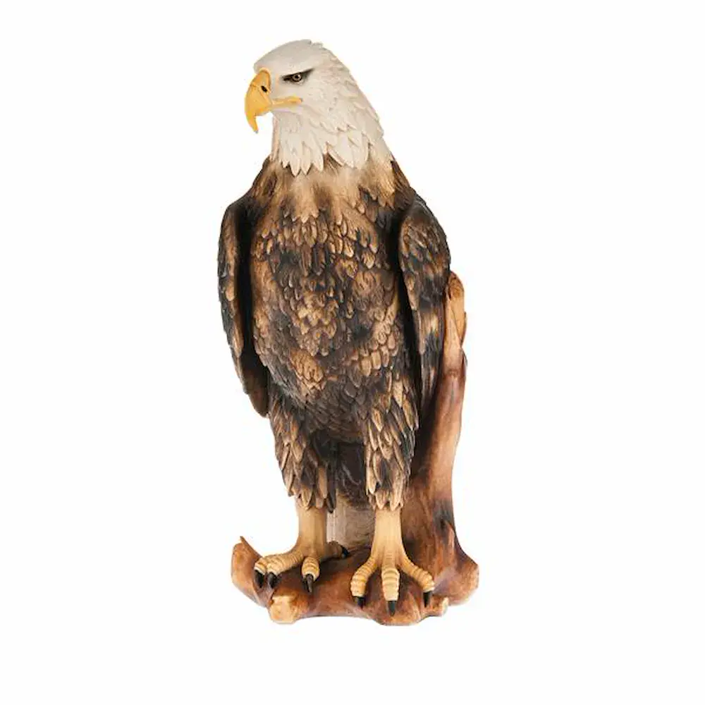 Aquila testa bianca