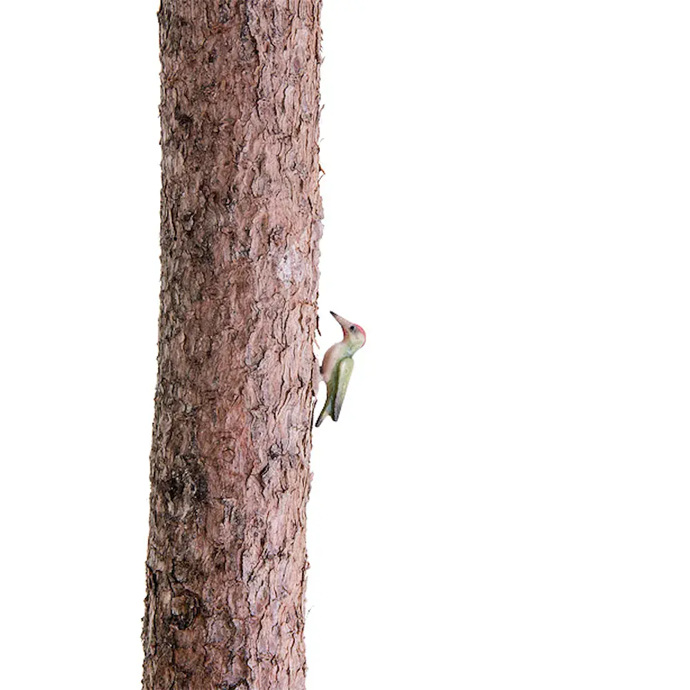 Woodpecker