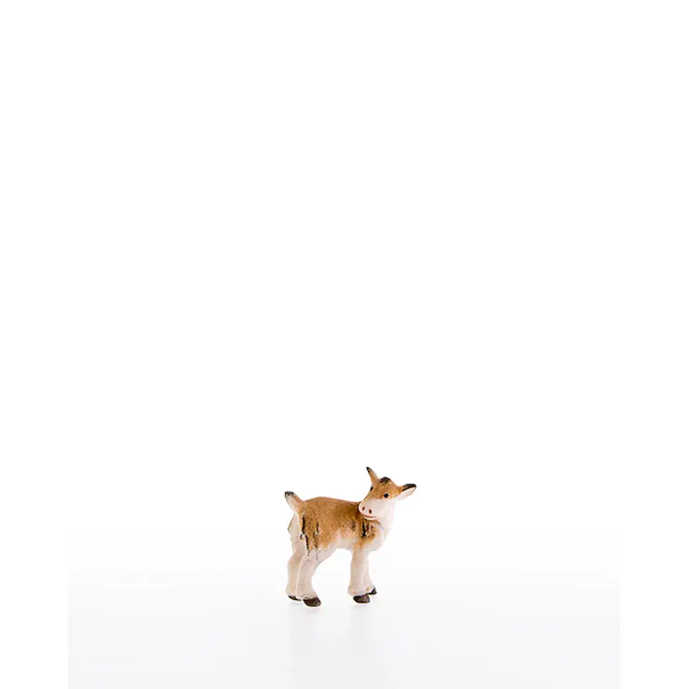Kid goat