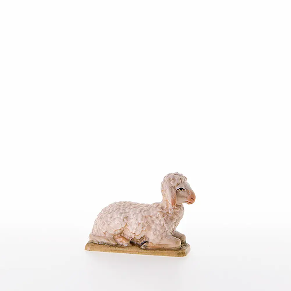 Sheep lying down