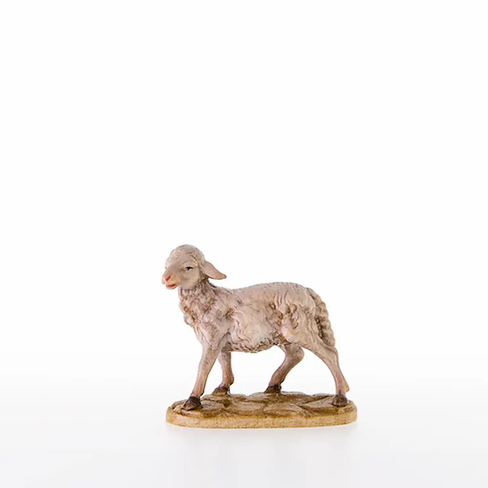 Sheep standing