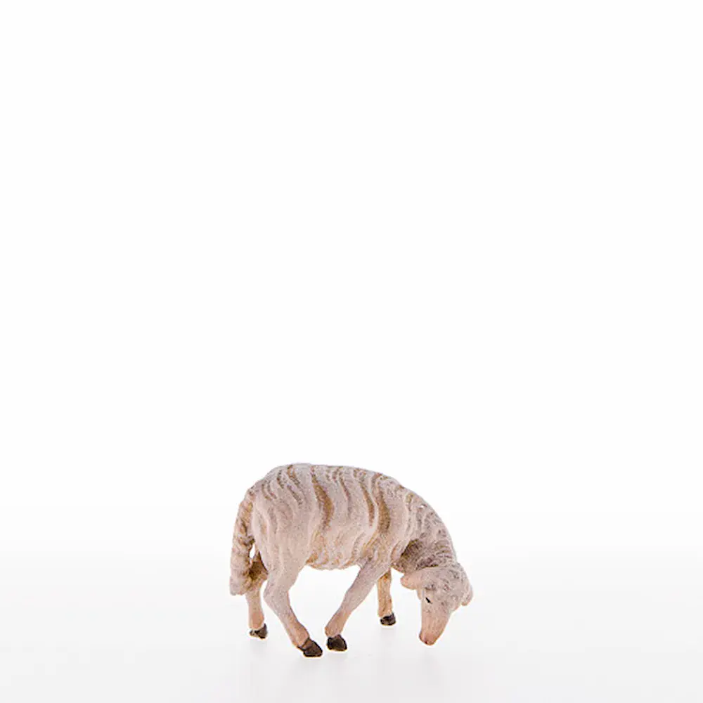 Sheep grazing