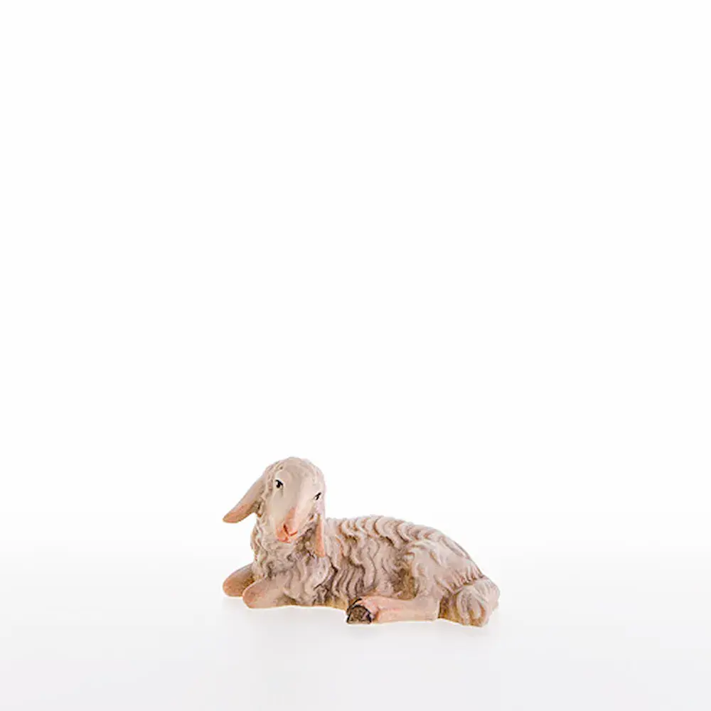 Sheep lying-down