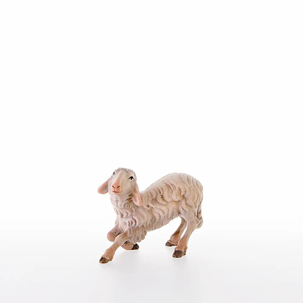Sheep kneeling