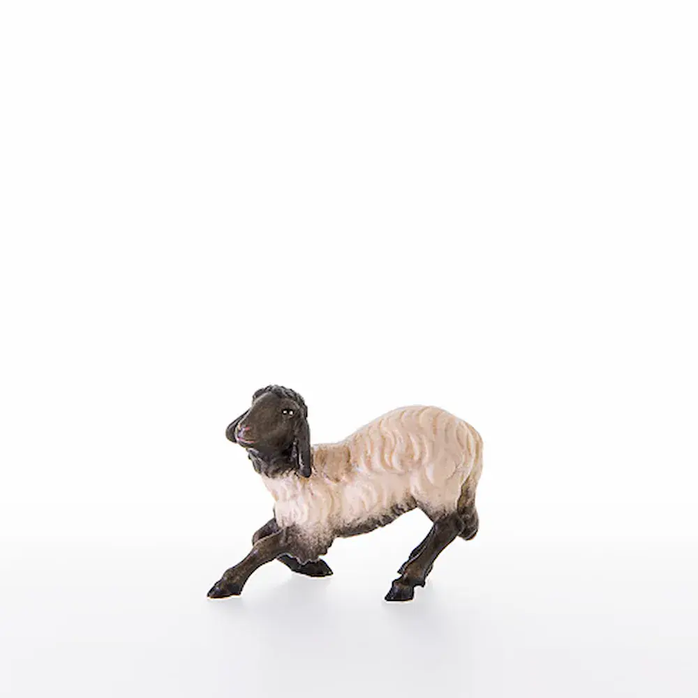 Sheep with black head