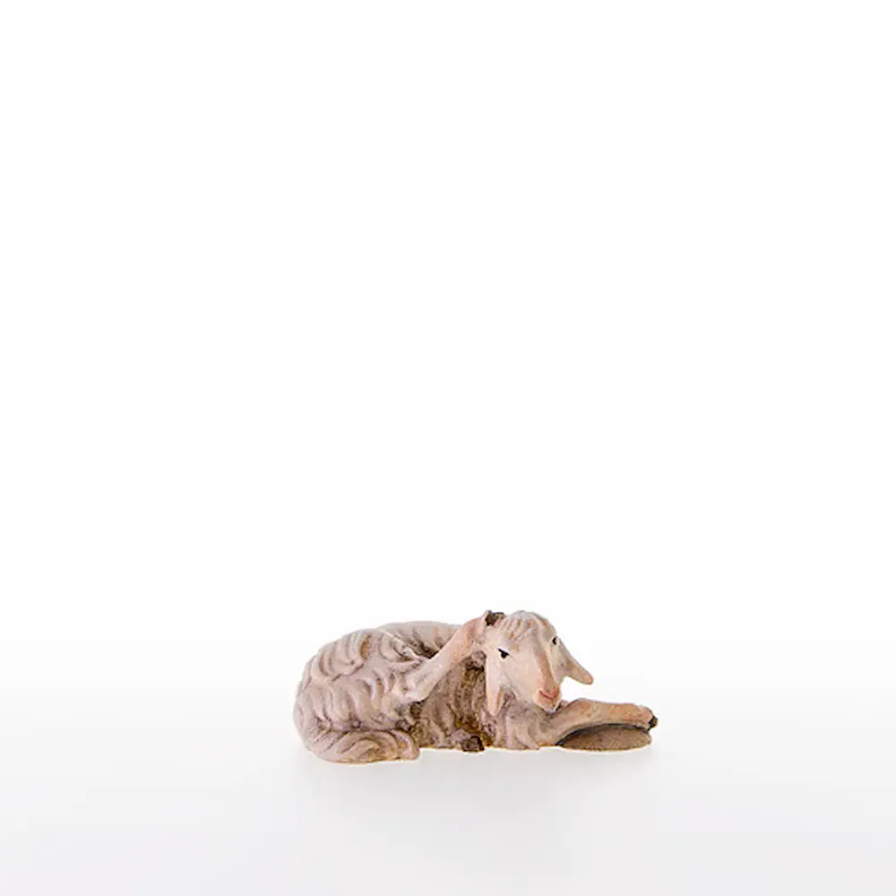 Sheep lying-down