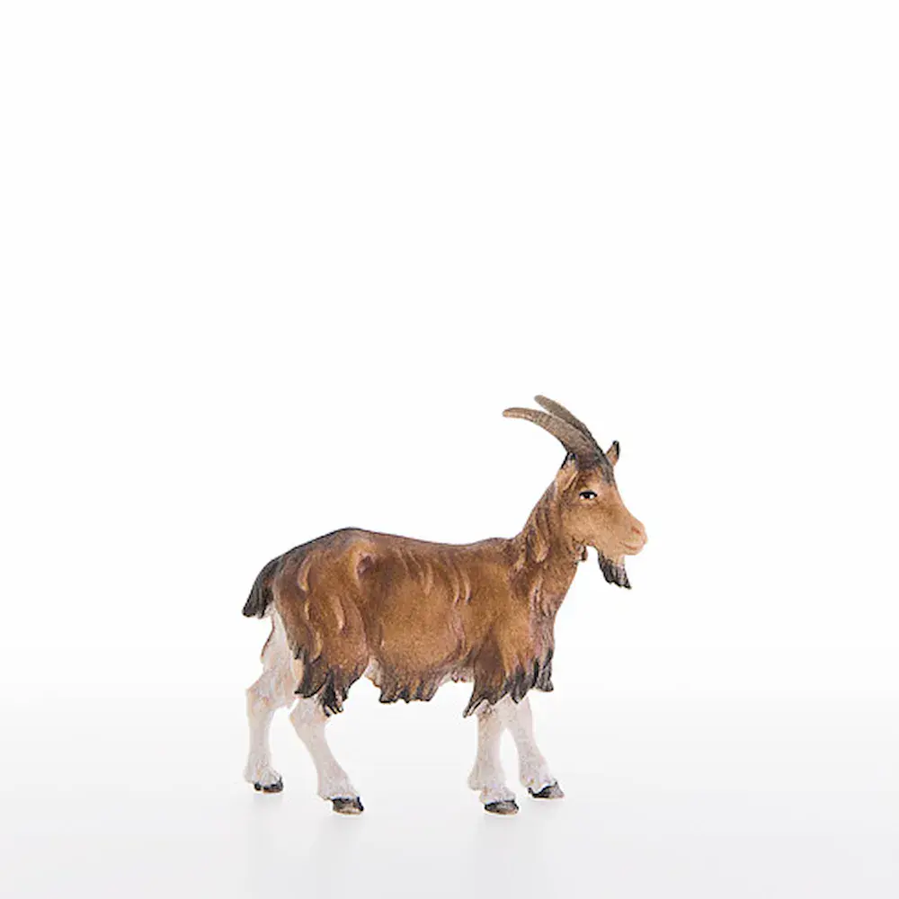 Goat