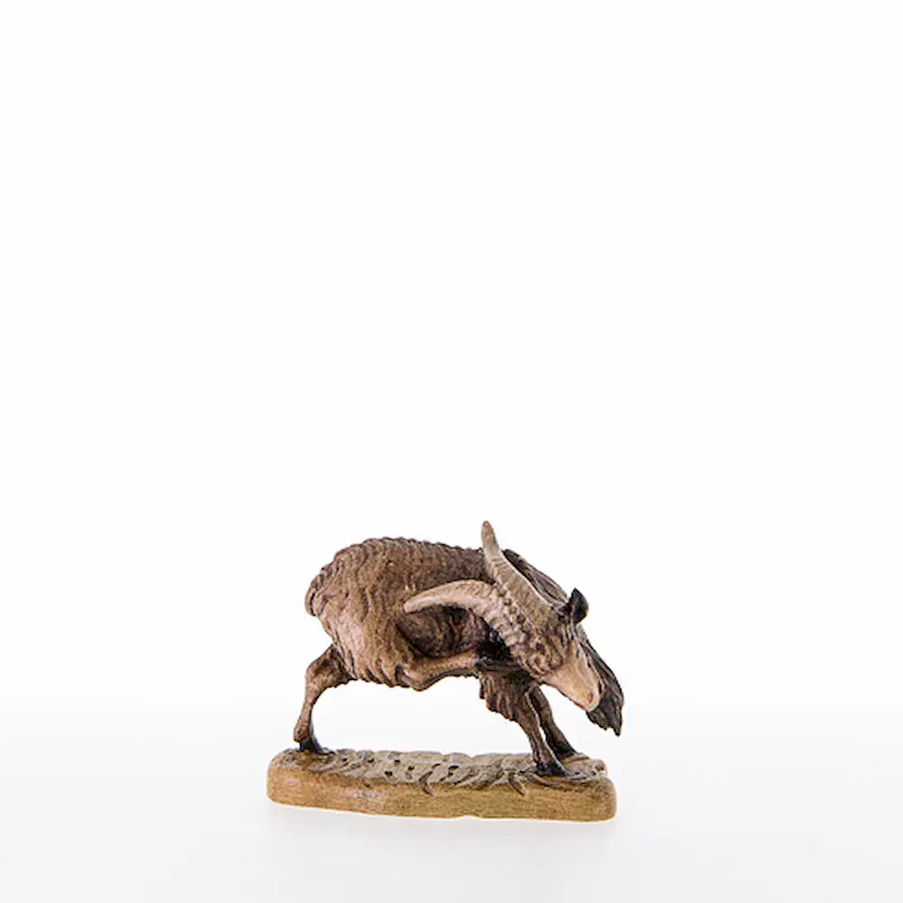 He-goat scratching