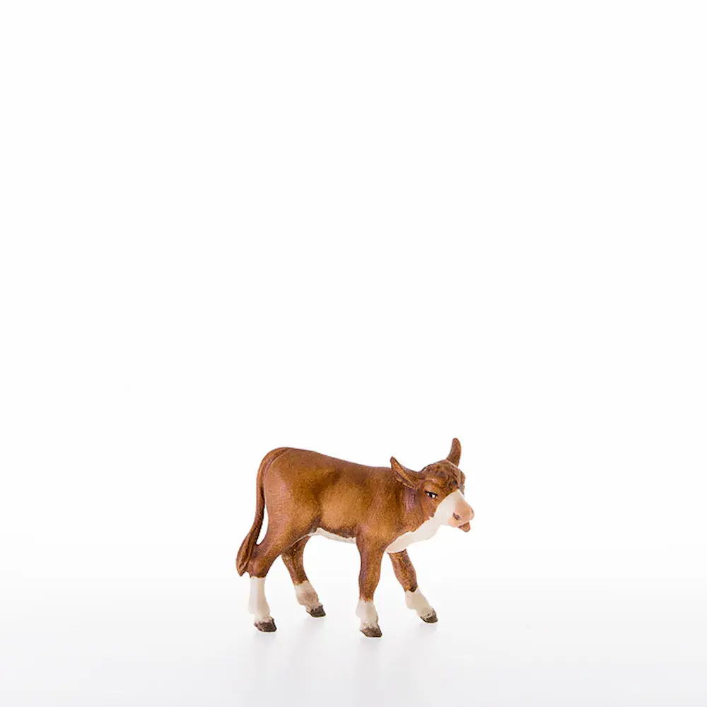 Licking veal