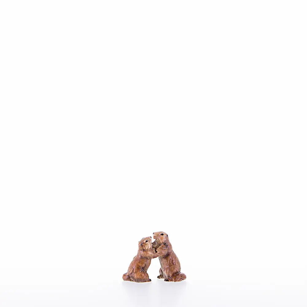 Young marmot couple
