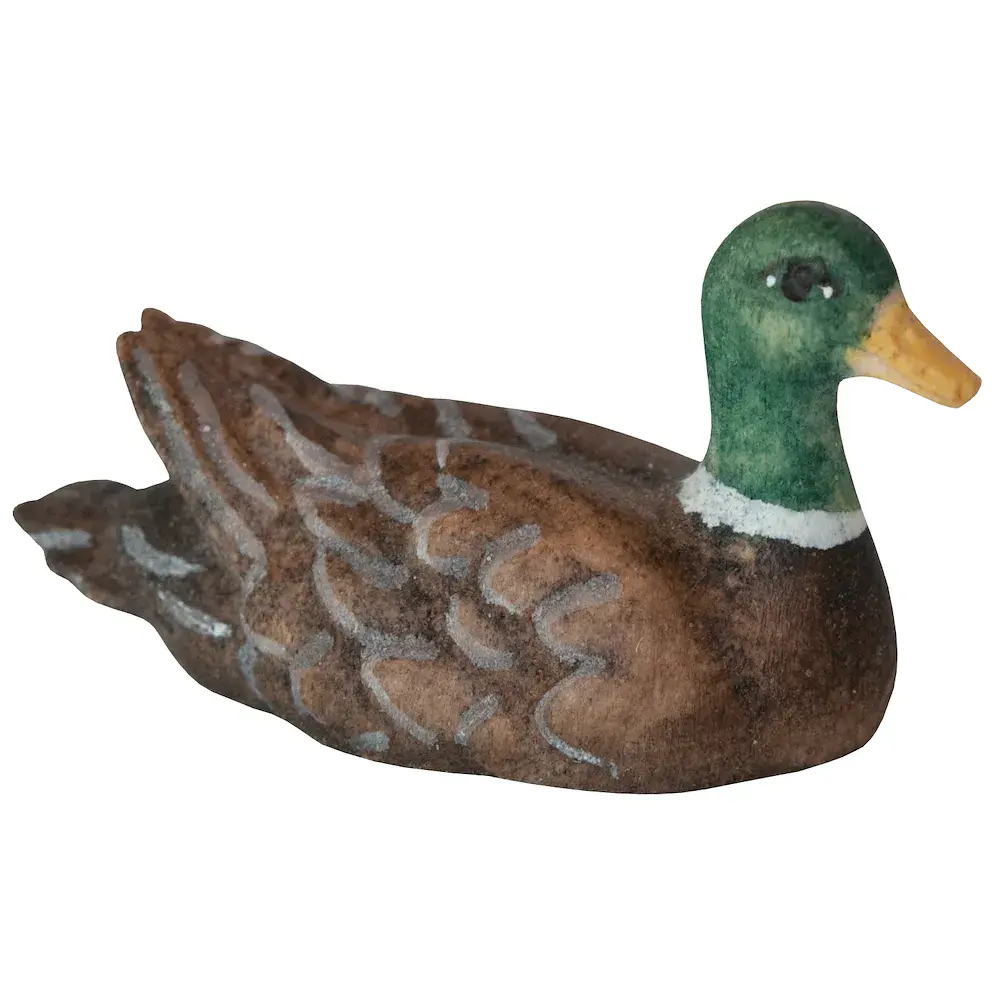 swimming Duck