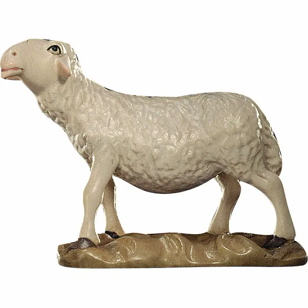 Schaf schauend