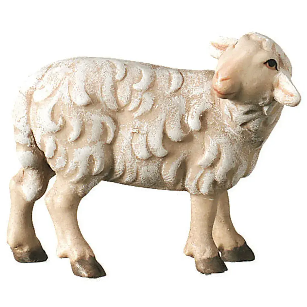 Sheep standing looking backwards