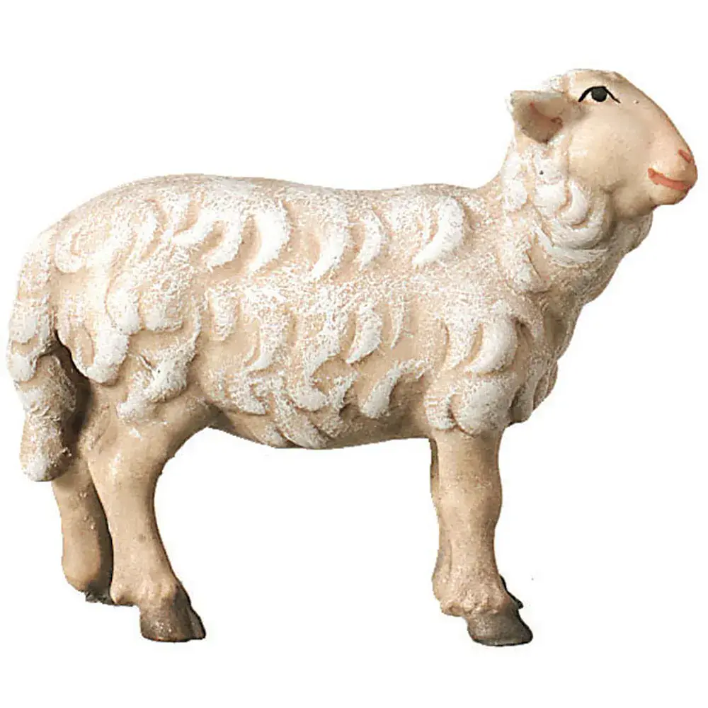 Sheep standing looking to the right