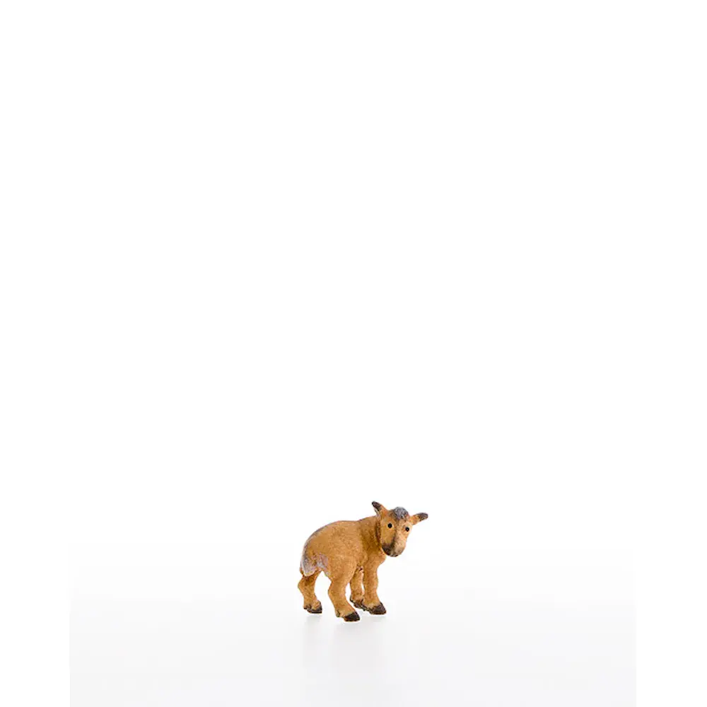 Kid goat