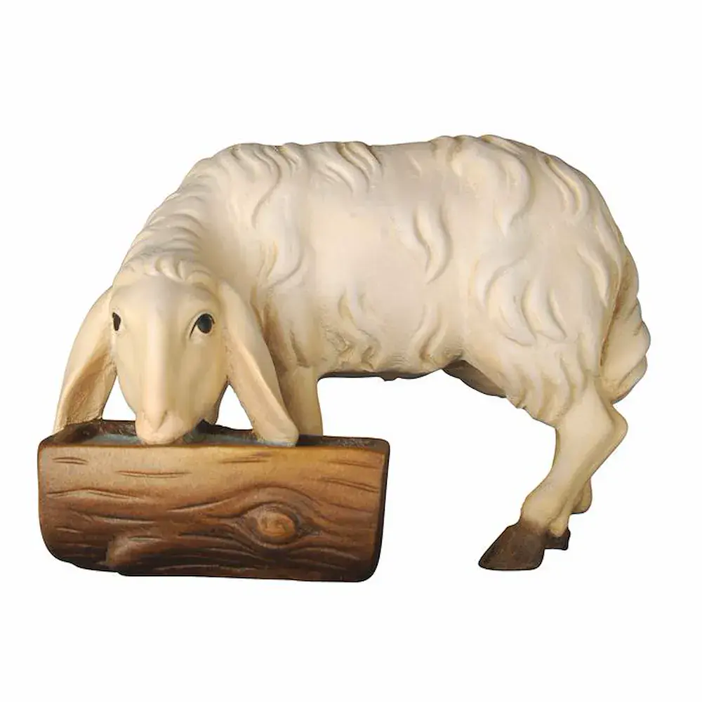 Sheep drinking