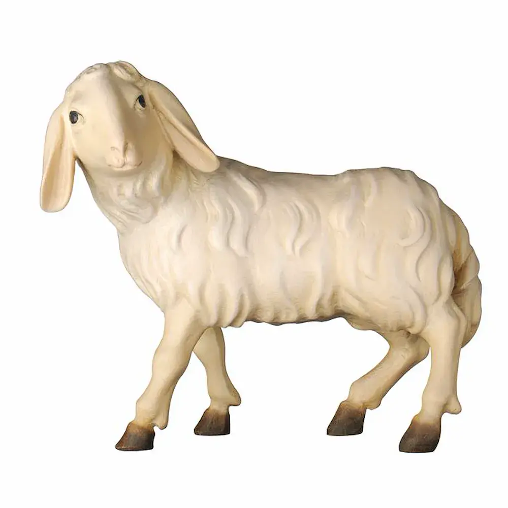 Pecora