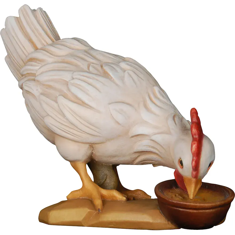 Gallina con ciotola