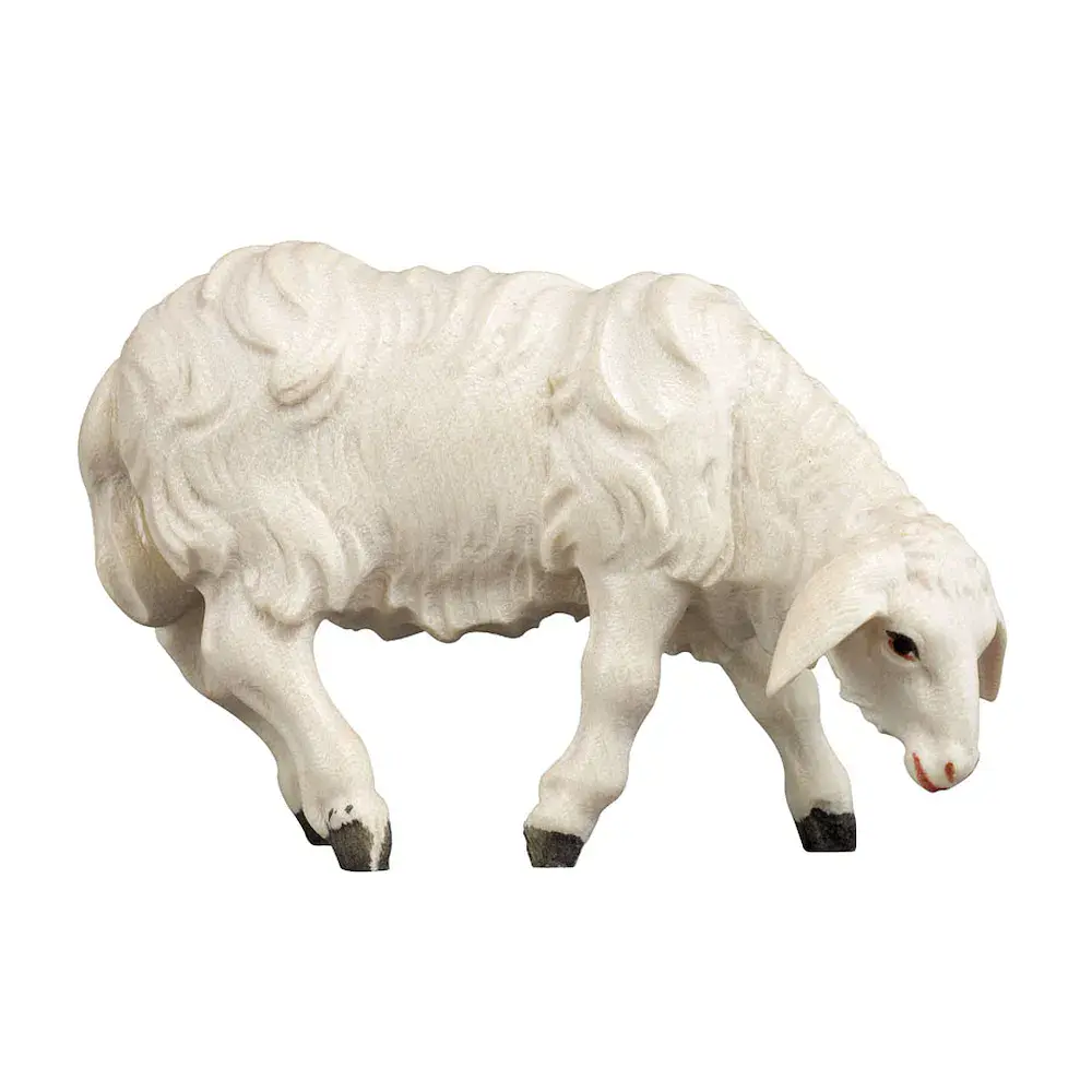 Sheep grazing