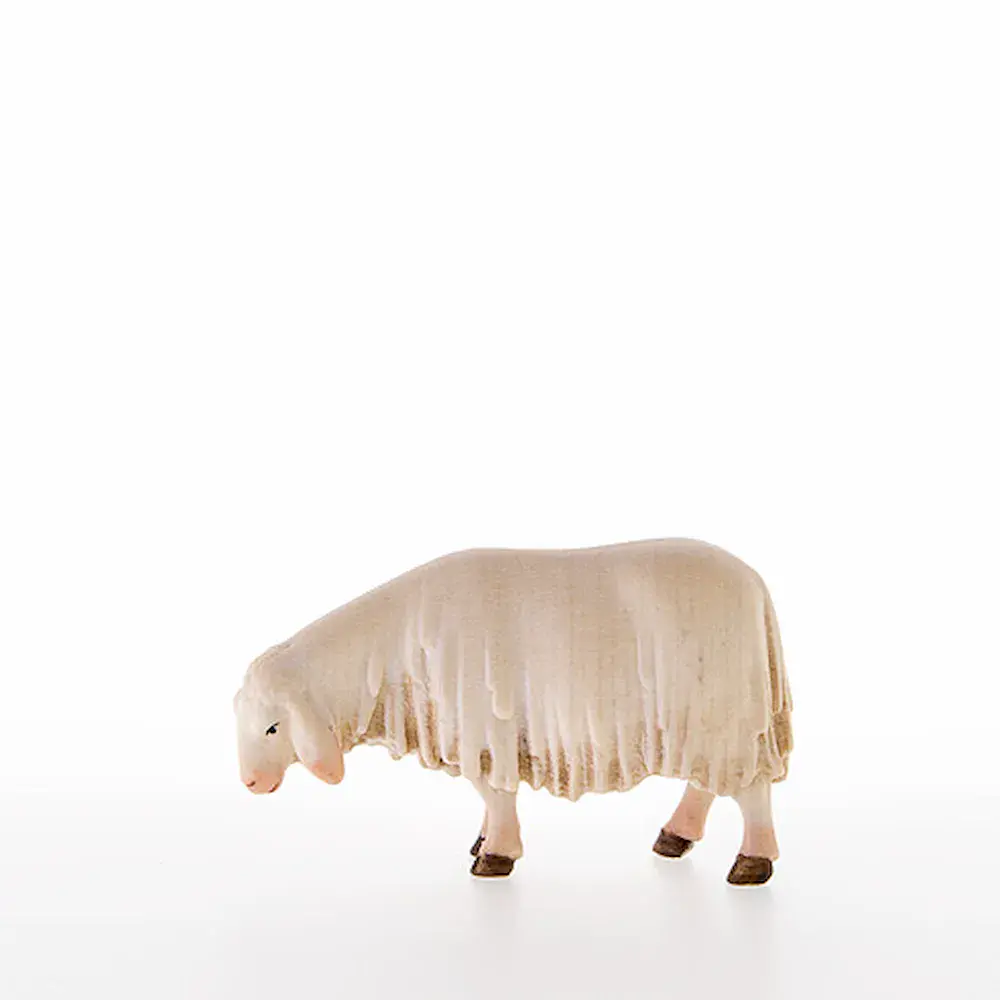 Sheep sniffing