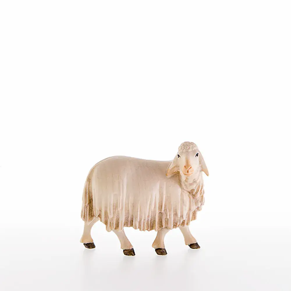 Sheep looking back