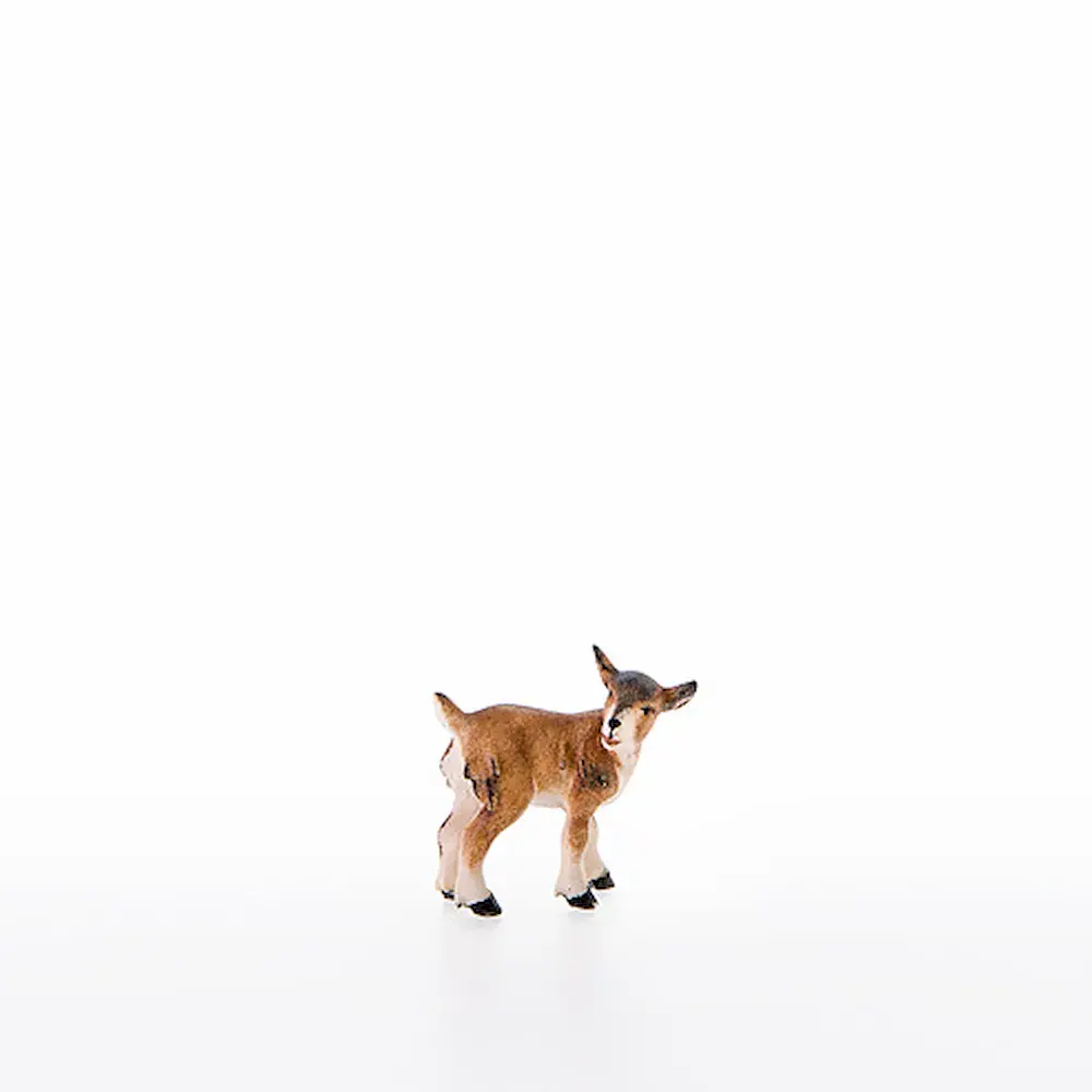 Kid goat
