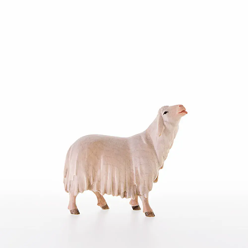 Leckendes Schaf