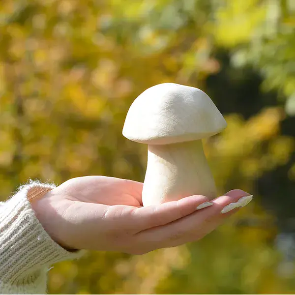 Steinpilz groß