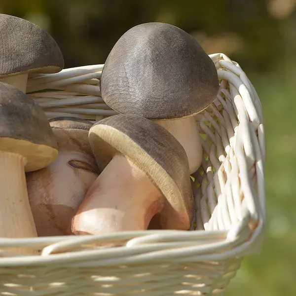 Steinpilz schräg