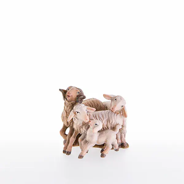 Sheep