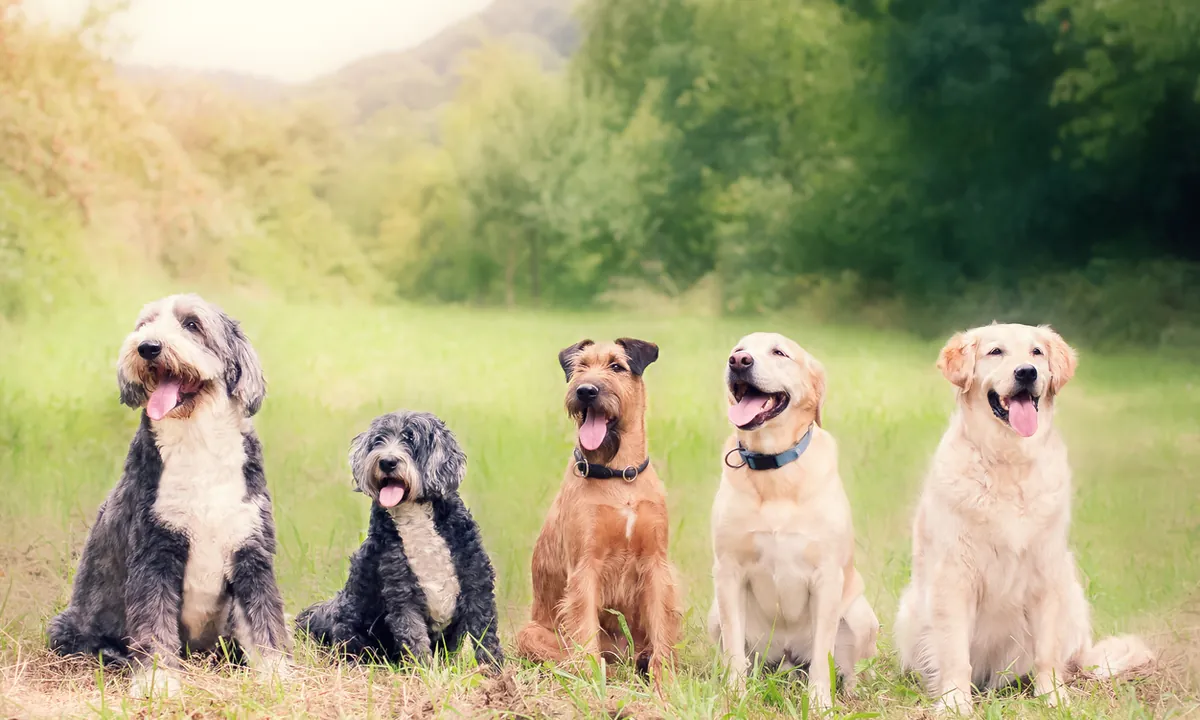 Dogs