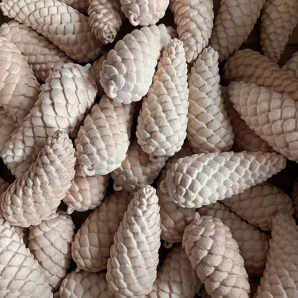 Piñas de pícea